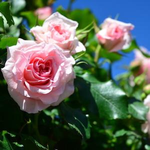 バラ　ブライダル ピンク アンティーク｜花の手帖のバラ図鑑
