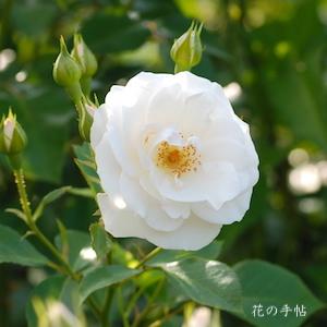 バラ　ブライダル ティアラ（Bridal Tiara）｜花の手帖のバラ図鑑