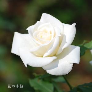 バラ　ブライダル ホワイト｜花の手帖のバラ図鑑