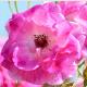 バラ　ブリリアントピンクアイスバーグ｜花の手帖のバラ図鑑