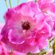 バラ　ブリリアントピンクアイスバーグ｜花の手帖のバラ図鑑
