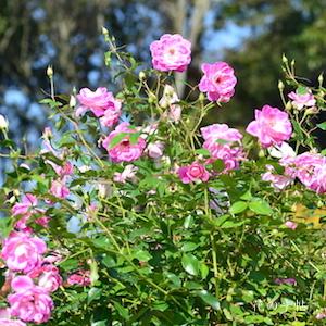 バラ　ブリリアント ピンク アイスバーグ｜花の手帖のバラ図鑑