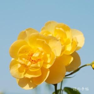 バラ　バターカップ（Buttercup）｜花の手帖のバラ図鑑