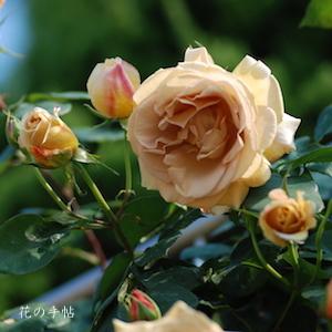 バラ　バタースコッチ（Butterscotch）｜花の手帖のバラ図鑑