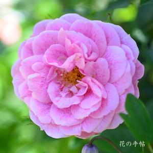 バラ　キャメロット｜花の手帖のバラ図鑑