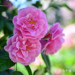 バラ　キャメロット｜花の手帖のバラ図鑑