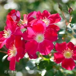 バラ　キャンディア メイディランド｜花の手帖のバラ図鑑