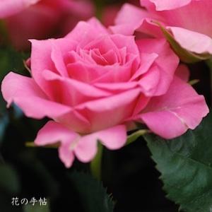 バラ　カンタービレ（Cantabile）｜花の手帖のバラ図鑑