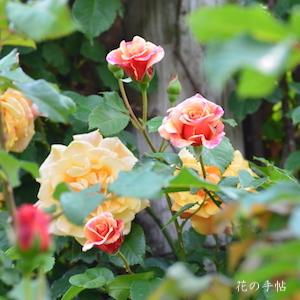 バラ　カラメラ（Caramella）｜花の手帖のバラ図鑑