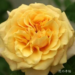 バラ　カラメラ（Caramella）｜花の手帖のバラ図鑑