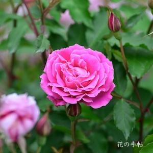 バラ　カーネーション（Carnation）｜花の手帖のバラ図鑑