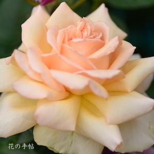 バラ　キャンドスビューティ｜花の手帖のバラ図鑑
