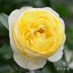 バラ　シャトー ドゥ シュベルニー｜花の手帖のバラ図鑑
