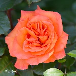 バラ　チアガール（Cheergirl）｜花の手帖のバラ図鑑