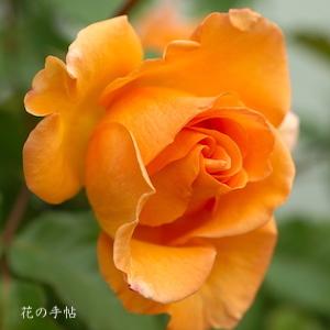 バラ　チアガール（Cheergirl）｜花の手帖のバラ図鑑