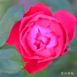 バラ　チェリー ボニカ（Cherry Bonica）｜花の手帖のバラ図鑑