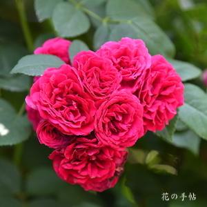 バラ　チェビーチェイス｜花の手帖のバラ図鑑