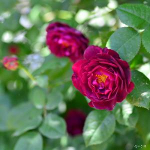 バラ　キアンチ（Chianti）｜花の手帖のバラ図鑑