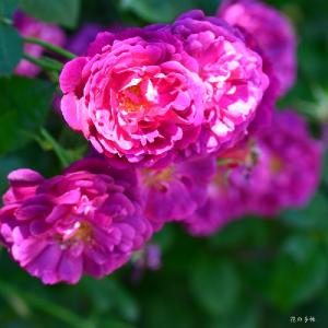 バラ　キアンチ（Chianti）｜花の手帖のバラ図鑑