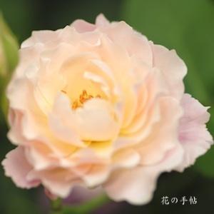 バラ　シュシュ（Chou Chou）｜花の手帖のバラ図鑑