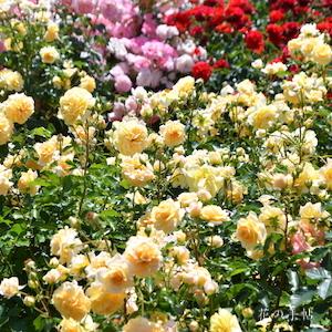 バラ　シナモンチャイ｜花の手帖のバラ図鑑