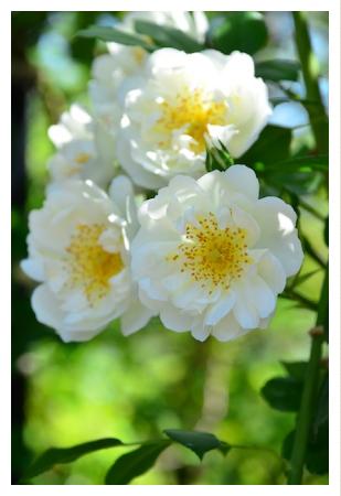 バラ シティオブヨーク Rose City Of York ラージフラワードクライマー 00品種以上の薔薇を作出者 交配親などのデータと美しい写真で紹介する花の手帖のwebバラ図鑑