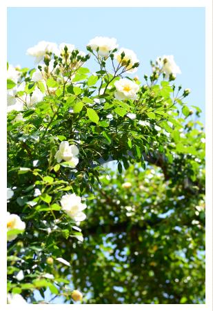 バラ シティオブヨーク Rose City Of York ラージフラワードクライマー 00品種以上の薔薇を作出者 交配親などのデータと美しい写真で紹介する花の手帖のwebバラ図鑑