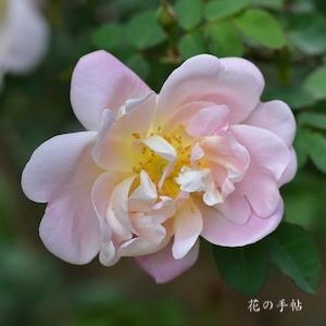 バラ　クラウズグロウス｜花の手帖のバラ図鑑