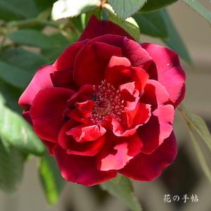 バラ　つる クリムゾン グローリー｜花の手帖のバラ図鑑