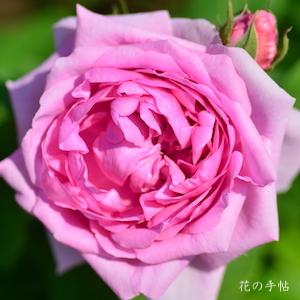 バラ　コンテドゥシャンボール（ROSE　Comte de Chambord）｜花の手帖のバラ図鑑