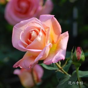 バラ つるコンフィダンス Rose Confidence Cl つるバラ 00品種以上の薔薇を作出者 交配親などのデータと美しい写真で紹介する花の手帖のwebバラ図鑑