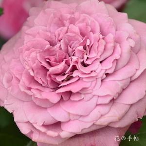 バラ　クランベリーソース｜花の手帖のバラ図鑑