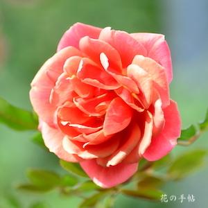 バラ　クレパスキュール｜花の手帖のバラ図鑑