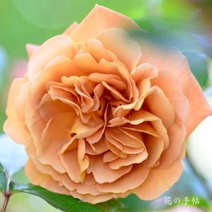 バラ　クレパスキュール｜花の手帖のバラ図鑑