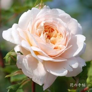 バラ　クロッカス ローズ（Crocus Rose）｜花の手帖のバラ図鑑