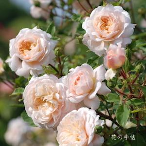 バラ　クロッカス ローズ（Crocus Rose）｜花の手帖のバラ図鑑