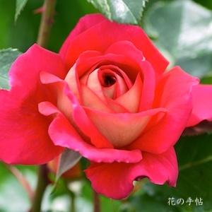バラ　キュリオシティ｜花の手帖のバラ図鑑