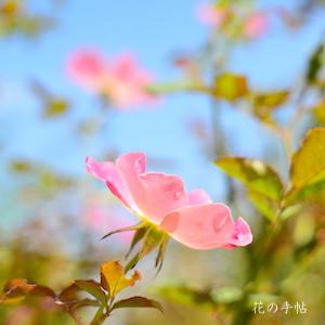 バラ　ダップル ドーン（Dapple Dawn）｜花の手帖のバラ図鑑