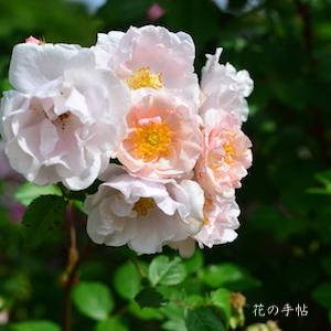 バラ　ドーンクレスト｜花の手帖のバラ図鑑