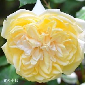 バラ ツル デボニエンシス Rose Devoniensis Climbing つるバラ 2300品種の薔薇を作出者 交配親などのデータと美しい写真で紹介する花の手帖のwebバラ図鑑