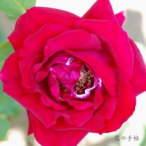 バラ　ディクソンズ レッド（Dickson's Red）｜花の手帖のバラ図鑑