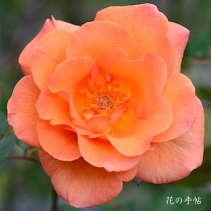バラ　ドリス タイスターマン｜花の手帖のバラ図鑑