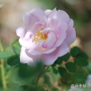 バラ　ダブル ピンク（Double Pink）｜花の手帖のバラ図鑑