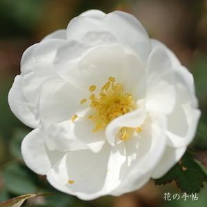 バラ　ダブル ホワイト（Double White）｜花の手帖のバラ図鑑