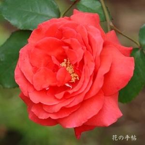 バラ ドフトボルケ｜花の手帖の薔薇図鑑