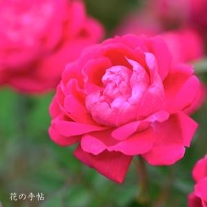 バラ　ダッチ フォーク チャイナ（Dutch Fork China）｜花の手帖のバラ図鑑