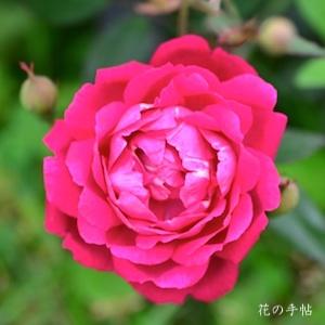 バラ　ダッチ フォーク チャイナ（Dutch Fork China）｜花の手帖のバラ図鑑