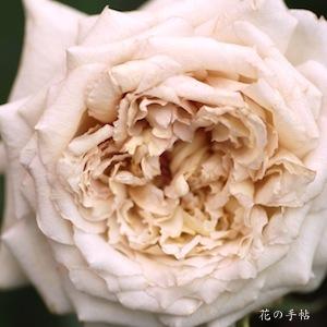 バラ　エアリアル｜花の手帖のバラ図鑑