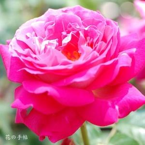 バラ　ツル エデンローズ（ROSE　Eden Rose Cl）｜花の手帖のバラ図鑑