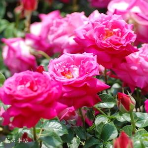 バラ　ツル エデンローズ（ROSE　Eden Rose Cl）｜花の手帖のバラ図鑑